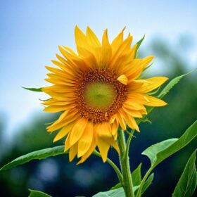 sunflower-sq-debby-hudson-QwXPI_Vts8g